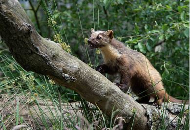 Diagnostic nuisibles spécifiques