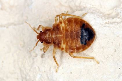 Diagnostic punaises de lit